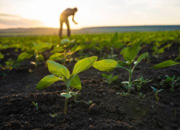 Agriculture